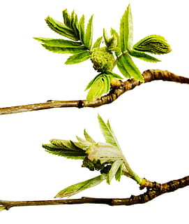 afdeling, træ, blad, grøn, hvid, plante, isolerede, vækst, natur, forår, Kvist, knop, spirende, blomstre, spire, ny, stilk, tæt på, lille, spray, løv, Brun, sæson-, botanisk, voksende, burst, flor, skyde, Kirsebærtræ, vegetation, makro, sæson, flora, kirsebær, ung, have, løvet, urt, frisk, detalje, delikat, friskhed, hvid baggrund, studio skud, plante del, ingen mennesker, grøn farve, mad og drikke, mad, sund kost, indendørs, skønhed i naturen, velvære, frugt, 4K, CC0, offentligt domæne, royaltyfrie
