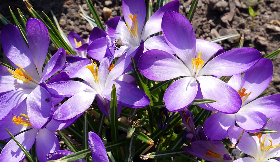 crochi nani, primavera, inizio primavera, fiore, natura, pianta, floreale, foglia, viola, giallo, croco, giardino, Casa & Giardino, fiori, volare, pianta fiorita, bellezza nella natura, petalo, fragilità, freschezza, vulnerabilità, crescita, avvicinamento, infiorescenza, testa di fiore, iris, nessuno, giorno, campo, terra, polline, letto di fiori, 2K