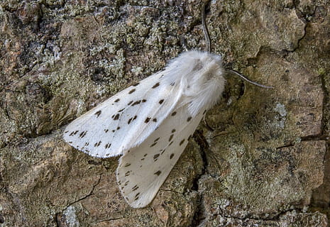 white-ermine, moth, wings, pattern, insect, nature, summer, antennae, colorful, wildlife, bug, close, bold, rock, close-up, solid, no people, animal, rock - object, one animal, day, animal wildlife, animal themes, animals in the wild, textured, outdoors, high angle view, white color, plant, animal wing, 4K, CC0, public domain, royalty free