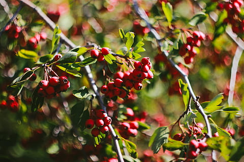 røde kirsebær, plante, frugt, mad, kirsebær, blomme, kiwi, fremstille, durian, blåbær, vener, abrikos, fig, blomstre, daisy, blomst, tusindfryd, håndklæde, blad, Pind, fersken, sund kost, mad og drikke, bærfrugt, rød, vækst, friskhed, plante del, skønhed i naturen, natur, tæt på, selektiv fokusering, ingen mennesker, dag, grøn farve, træ, udendørs, rønnebær, moden, ribs, 5K, CC0, offentligt domæne, royaltyfrie