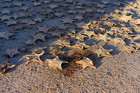 søstjerne, Havn, tørret, mønster, stjerneformet, høj vinkel visning, natur, ingen mennesker, jord, strand, vand, sand, dag, skønhed i naturen, baggrunde, form, våd, fuld ramme, udendørs, stjerne form, blad, plante del, tæt på, Mark, blade, 5K, CC0, offentligt domæne, royaltyfrie