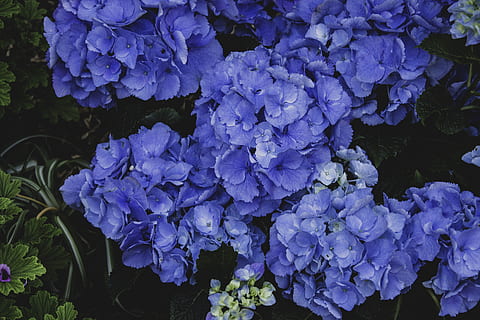 hydrangea biru, tanaman berbunga, bunga, keindahan di alam, menanam, kerapuhan, daun bunga, kerentanan, pertumbuhan, ungu, kesegaran, alam, merapatkan, hydrangea, hal berkembang, hari, tidak ada orang, kepala bunga, biru, musim semi, di luar rumah, seikat bunga, 2K, CC0, domain publik, bebas royalti