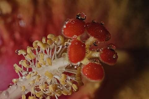 macro-pila, patrons, textures, formes, reflexions, hibiscus, primer pla, vermell, frescor, fruita, bellesa a la natura, menjar, cap gent, menjar i beguda, centrar-se en primer pla, creixement, planta, naturalesa, alimentació saludable, enfocament selectiu, pol·len, pètal, vulnerabilitat, flor, fruites de baies, planta amb flors, cap de flor, marí, 5K, CC0, domini públic, lliure de regalies