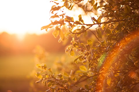 Sonne, Sonnenuntergang, Himmel, Stimmung, Landschaft, Natur, Dämmerung, atmosphärisch, Orange, sich ausruhen, Abend, Beleuchtung, Regenbogen, Buchse, Lichteinfall, Pflanze, Herbst, Schönheit in der Natur, Sonnenlicht, Wachstum, Nahansicht, selektiver Fokus, Pflanzenteil, keine Leute, Ruhe, Baum, Gelb, Blatt, ländliche Szene, goldfarben, Umgebung, draußen, Frühling, Veränderung, 2K, CC0, gemeinfrei, lizenzfrei