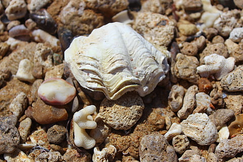 shell, moře, pláž, pevný, detail, nikdo, Skála, kámen, kámen - objekt, zvíře, Příroda, zvířat, texturou, zvířecí shell, oblázek, rock - objekt, mušle, jídlo, vysoký úhel pohledu, celý rám, přistát, námořní, 5K, CC0, veřejná doména, bez autorských práv
