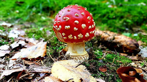 fly agaric, mose, skog, blader, høst, sopp, grønnsak, mat, fly agarisk sopp, vekst, anlegg, rød, natur, felt, land, dag, ingen folk, nærbilde, blad, plante del, spiselig sopp, giftig, skjønnhet i naturen, utendørs, 4K, CC0, offentlig domene, opphavsrett gratis