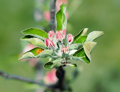 æble, blomst, mariehøne, forår, knop, have, plante, skønhed i naturen, plante del, vækst, blad, grøn farve, tæt på, friskhed, blomstrende plante, natur, ingen mennesker, fokus på forgrunden, skrøbelighed, sårbarhed, dag, lyserød farve, udendørs, selektiv fokusering, blomsterhoved, 2K, CC0, offentligt domæne, royaltyfrie