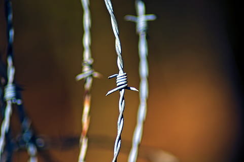filo spinato, barbiglio, filo, sicurezza, metallo, ruggine, barriera, ostacolo, scherma, avvicinamento, concentrarsi sulle conoscenze acquisite, nessuno, messa a fuoco selettiva, natura, acqua, all'aperto, pianta, sospeso, giorno, bagnato, bellezza nella natura, fragilità, ghiacciolo, far cadere, vulnerabilità, purezza, 2K, CC0, dominio pubblico, privo di copyright
