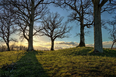 bar, træer, plantet, græsfelt, baggrundsbelyst, grene, græs, landskab, natur, naturskøn, sollys, plante, træ, ro, rolig scene, skønhed i naturen, jord, scenics - natur, himmel, ingen mennesker, Mark, miljø, bare træ, ikke-urbane scene, bagagerum, vækst, træstamme, afdeling, udendørs, 2K, CC0, offentligt domæne, royaltyfrie