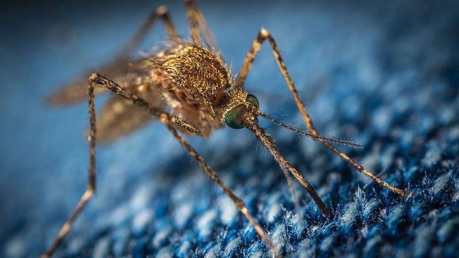brun myg, dyre temaer, tæt på, dyr, et dyr, dyreliv, hvirvelløse, dyr i naturen, insekt, edderkop, blå, leddyr, arachnid, dag, dyr kropsdel, selektiv fokusering, ingen mennesker, natur, makro, zoologi, øje, dyr ben, dyr øje, 4K