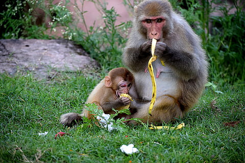 mono comiendo bananas, animales, macaco, monos, primate, sentar, fauna silvestre, animal, temas de animales, mono, fauna animal, mamífero, planta, animales en la naturaleza, vertebrado, grupo de animales, comiendo, animal joven, dos animales, bebé, joven, hierba, naturaleza, tierra, sentado, familia de animales, al aire libre, cuidado, 5K, CC0, dominio público, libre de derechos