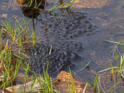 kutea, frogspawn, pudota, lampi, muna, rupikonna, sammakko munia, vesiolento, altaat, vesi, kasvi, luonto, kasvu, päivä, korkea kulma, järvi, ei ihmisiä, ruoho, maa, kauneus luonnossa, eläinten teemoja, ulkona, eläinten villieläimet, puun lehti, eläin, kasvi-osa, tyyneys, eläimiä, kelluu vedellä, suo, matala, 4K, CC0, public domain, rojaltivapaa