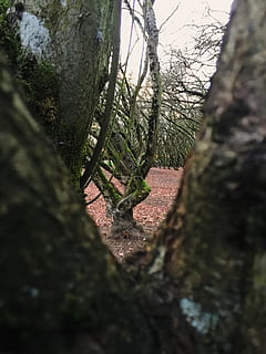 tree, bark, branches, perspectice, view point, nature, treetrunk, tree grove, orchard, winter, bare trees, bleak, moss, plant, selective focus, focus on background, trunk, tree trunk, day, no people, growth, outdoors, sunlight, tranquility, land, beauty in nature, close-up, architecture, branch, sky, 2K, CC0, public domain, royalty free
