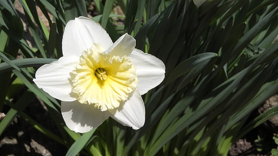 zarnacadea, flori de primăvară, Paști, flori de flori, a închide, grădină, vernal, floare, planta cu flori, plantă, fragilitate, frumusețe în natură, petală, vulnerabilitate, creştere, prospeţime, cap de floare, inflorescenţă, culoare alba, natură, galben, zi, să se concentreze asupra primelor elemente, nici o persoana, în aer liber, polen, 4K, CC0, domeniu public, fără drepturi de autor