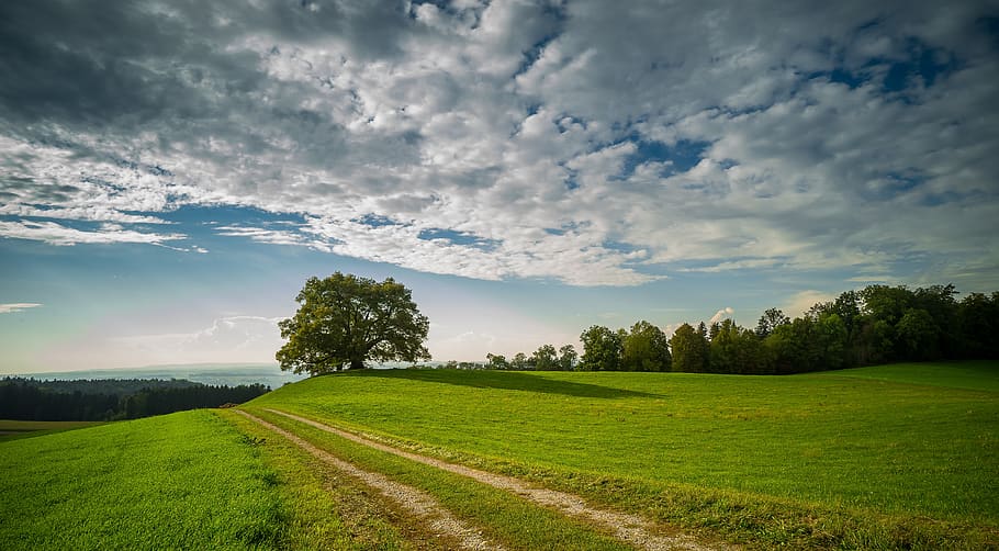 peisaj, natură, copac, nori, cer, deal, panoramă, verde, pitoresc, idilic, departe, izolat, idilă, odihnă, tapet, fundal, ecran de fundal, frumos, natural, bio, durabilitate, viziune, dispozitie, tăcut, nor - cer, frumusețe în natură, plantă, scenice - natura, mediu inconjurator, camp, teren, o scenă liniștită, iarbă, Culoarea verde, liniște, nici o persoana, rural, creştere, zi, agricultură, în aer liber, plantaţie, 5K