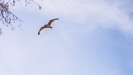 suècia, örebro, gavina, agut, cel, volar, ocell, volant, fauna animal, temes d'animals, animals a la natura, animal, a l'aire, ales separades, vertebrats, vista d’angle baix, un animal, longitud completa, moviment, núvol - cel, naturalesa, cap gent, dia, llibertat, ala dels animals, a l'aire lliure, 5K, CC0, domini públic, lliure de regalies