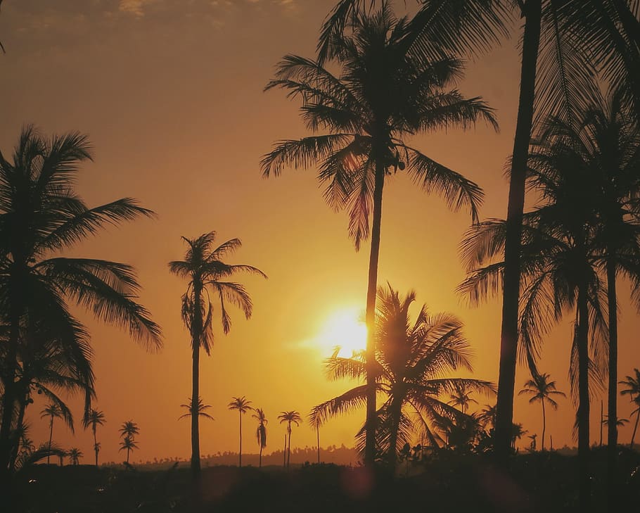 himmel, sol, CEU, Kokos palme, træ, træer, Coqueiro, Árvore, arvores, gul, orange, Amarelo, laranja, natur, natureza, por do sol, solnedgang, Paisagem, landskab, Palme træ, tropisk klima, silhuet, skønhed i naturen, plante, scenics - natur, ro, orange farve, rolig scene, sollys, ingen mennesker, idyllisk, vækst, udendørs, ikke-urbane scene, tropisk træ, 2K