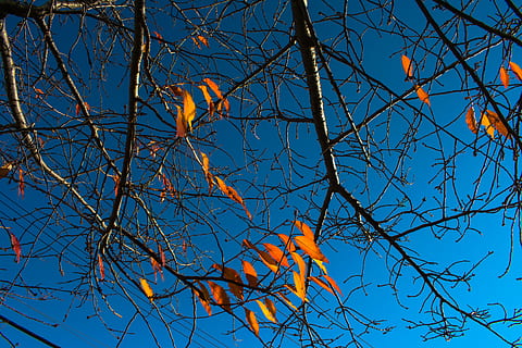 plante, blad, træ, fugl, dyr, ahorn, Newhaven, yale, blueskies, sprød, natur, blå, efterår, blade, orange, ahorn blad, træstamme, egetræ, kardinal, agelaius, afdeling, himmel, lav vinkel visning, ingen mennesker, bare træ, skyfri himmel, lave om, dag, skønhed i naturen, orange farve, udendørs, vækst, ro, plante del, 5K, CC0, offentligt domæne, royaltyfrie