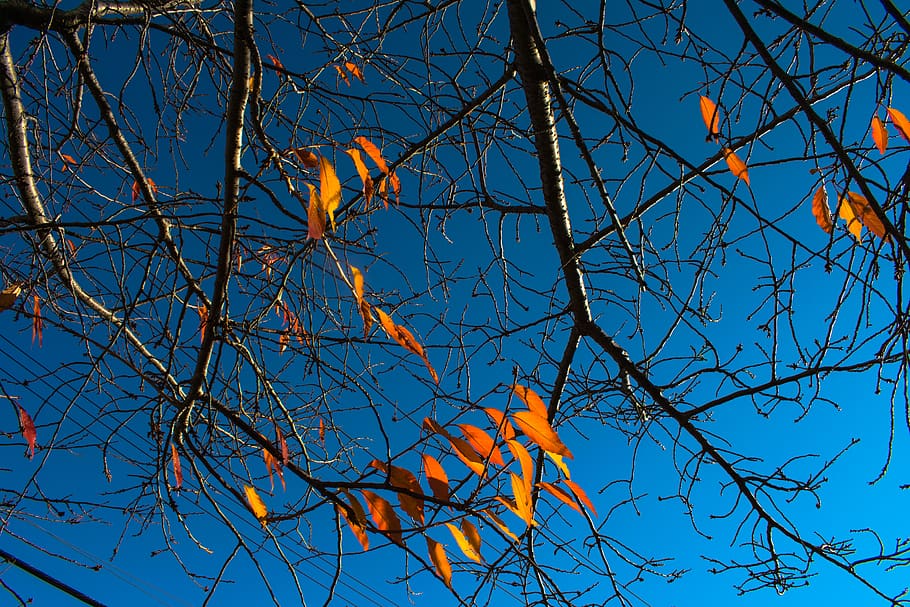 plante, blad, træ, fugl, dyr, ahorn, Newhaven, yale, blueskies, sprød, natur, blå, efterår, blade, orange, ahorn blad, træstamme, egetræ, kardinal, agelaius, afdeling, himmel, lav vinkel visning, ingen mennesker, bare træ, skyfri himmel, lave om, dag, skønhed i naturen, orange farve, udendørs, vækst, ro, plante del, 5K