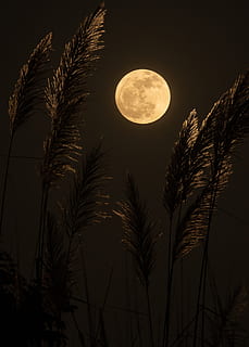 Luna piena, Luna, cielo, notte, Inquadratura dal basso, bellezza nella natura, spazio, astronomia, pianta, luna planetaria, albero, scenics - natura, natura, Palma, la tranquillità, crescita, clima tropicale, silhouette, nessuno, scena tranquilla, all'aperto, chiaro di luna, buio, foglia di palma, 2K, CC0, dominio pubblico, privo di copyright