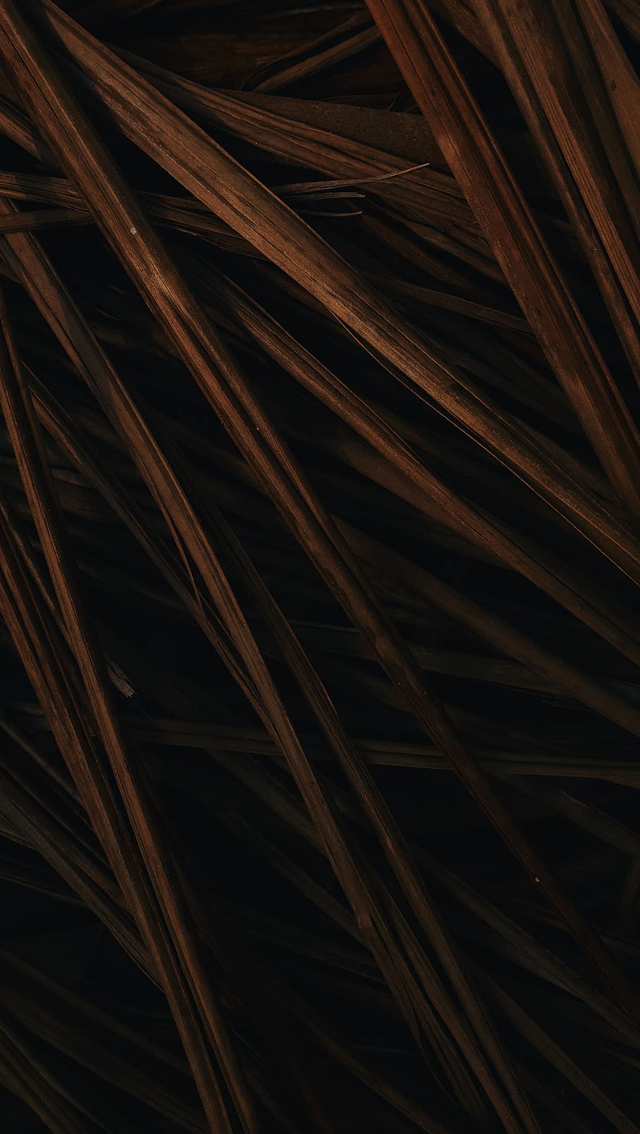 fulles marrons, anand, bloc 7 adit campus, Índia, herba, flora, planta, fractal, ornament, fusta dura, fusta, art, art Modern, marc complet, fons, cap gent, primer pla, patró, marró, textura, gran grup d'objectes, naturalesa, Palmera, dia, a l'interior, abundància, sec, enfocament selectiu, creixement, clima tropical, tranquil·litat, fulla de palma, 2K