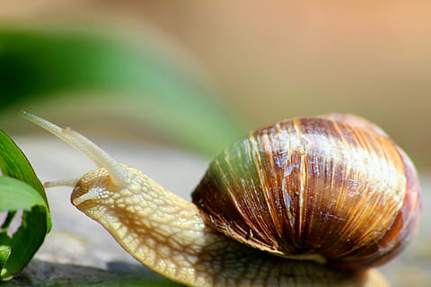caracol, naturaleza, macro, cáscara, molusco, animal, gatear, despacio, de cerca, sonda, moco, caja, fauna animal, temas de animales, gasterópodo, caparazón de animal, invertebrado, animales en la naturaleza, nadie, un animal, centrarse en primer plano, enfoque selectivo, día, antena animal, parte del cuerpo del animal, al aire libre, arrastrándose, 5K, CC0, dominio público, libre de derechos