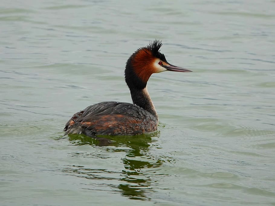 fugl, Grebe, forår, vand, hav, dyr i naturen, hvirveldyr, dyre temaer, dyreliv, dyr, et dyr, sø, havnefronten, svømning, ingen mennesker, natur, dag, and, vand fugl, fjerkræ, tæt på, fokus på forgrunden, næb, 2K