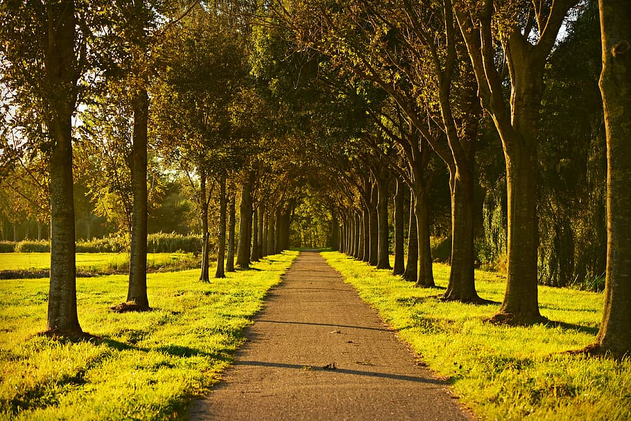 arbres, carril, arbre folrat, carretera, camp, perspectiva, punt de fuga, rural, daurat, tarda, posta de sol, planta, arbre, direcció, el camí a seguir, creixement, naturalesa, treelined, tranquil·litat, perspectiva decreixent, bellesa a la natura, sendera, color verd, escena tranquil·la, cap gent, llum solar, tronc, terra, dia, tronc de l'arbre, parc, a l'aire lliure, bosc, copa de l'arbre, 4K
