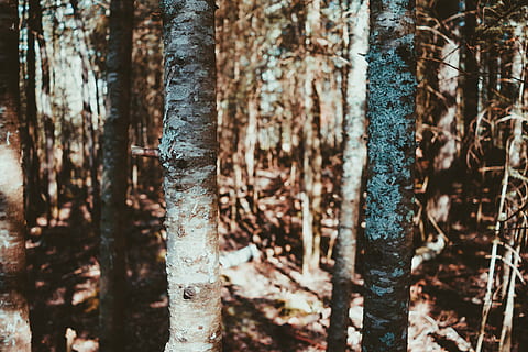 les, stromy, letní, bokeh, nikon, túra, stezky, Kanada, kmen stromu, kufr, strom, detail, přistát, Příroda, den, rostlina, zaměřit se na popředí, texturou, nikdo, venku, růst, selektivní zaměření, dřevo - materiál, vzor, klid, rostlinné kůry, 5K, CC0, veřejná doména, bez autorských práv