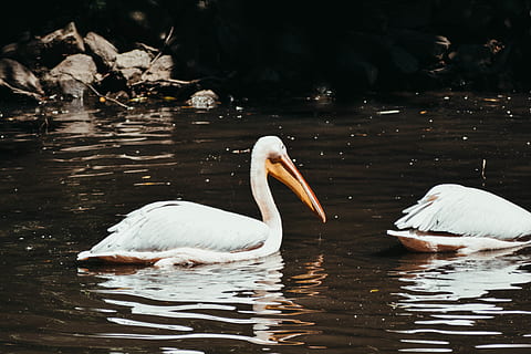 weißer Vogel, Tier, Vogel, Pelikan, draußen, Wasser, Wasservögel, Storch, Natur, Land, Reiher, ardeidae, Herde, Kranich, Schnabel, Schwan, Fluss, Boden, welligkeit, See, Tiere in freier Wildbahn, Tierwelt, Tierthemen, Wirbeltier, Gruppe von Tieren, Schwimmen, Ufergegend, Reflexion, zwei tiere, weiße Farbe, Wasservogel, keine Leute, Tag, auf dem Wasser schwimmen, Tierfamilie, Cygnet, 5K, CC0, gemeinfrei, lizenzfrei