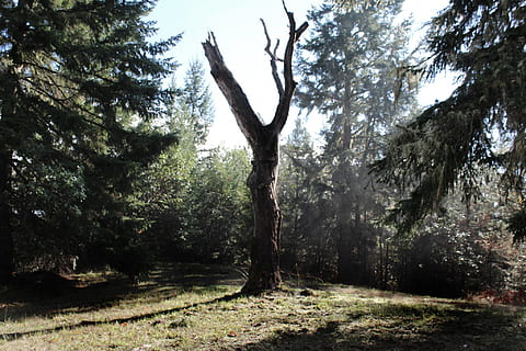 vecchio, quercia, albero, foresta, pianta, la tranquillità, terra, bellezza nella natura, crescita, natura, nessuno, scena tranquilla, giorno, tronco d'albero, tronco, scena non urbana, scenics - natura, paesaggio, cielo, all'aperto, ambiente, campo, bosco, 1080P, CC0, dominio pubblico, privo di copyright