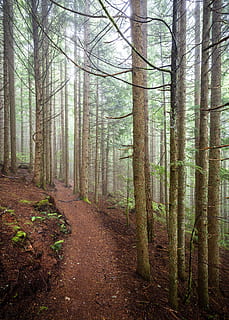 albero, sentiero, pista, foresta, nebbia, all'aperto, natura, voglia di girovagare, escursione, camminare, orrore, misterioso, raccapricciante, montagna della tigre, avventura, PNW, nordovest del Pacifico, lo stato di Washington, bosco, paesaggio, foglia, Paesaggi, autunno, colore verde, luce del sole, bellezza nella natura, mattina, mistero, estate, ambiente, raggio di sole, luce - fenomeno naturale, stagione, scena non urbana, pianta, tronco d'albero, fogliame lussureggiante, ramo, area selvaggia, muschio, giorno, scena tranquilla, nessuno, sole, scena rurale, incolto, cespuglio, fantasia, immagine a colori, 5K, CC0, dominio pubblico, privo di copyright