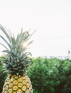 ananas, dolce, aperitivo, frutta, succo, raccolto, natura, erba, pianta, frutta tropicale, mangiare sano, cibo e bevande, cibo, freschezza, crescita, colore verde, nessuno, concentrarsi sulle conoscenze acquisite, cielo, benessere, avvicinamento, albero, giorno, copia spazio, bellezza nella natura, 5K, CC0, dominio pubblico, privo di copyright