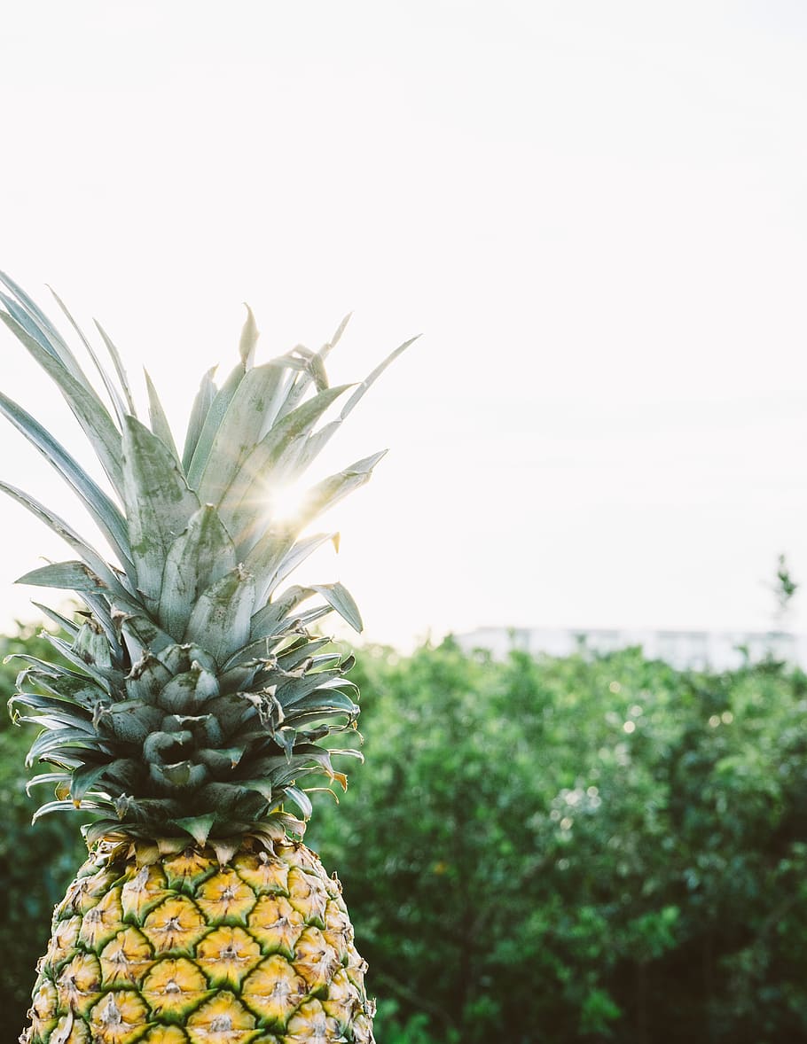 pinya, postres, aperitiu, fruita, suc, cultiu, naturalesa, herba, planta, fruita tropical, alimentació saludable, menjar i beguda, menjar, frescor, creixement, color verd, cap gent, centrar-se en primer pla, cel, benestar, primer pla, arbre, dia, còpia espai, bellesa a la natura, 5K