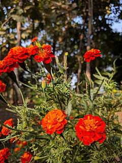 India, Nanded, pianta, pianta fiorita, fiore, bellezza nella natura, fragilità, freschezza, crescita, petalo, vulnerabilità, avvicinamento, infiorescenza, testa di fiore, concentrarsi sulle conoscenze acquisite, nessuno, giorno, natura, colore arancione, rosso, calendula, all'aperto, polline, 4K, CC0, dominio pubblico, privo di copyright