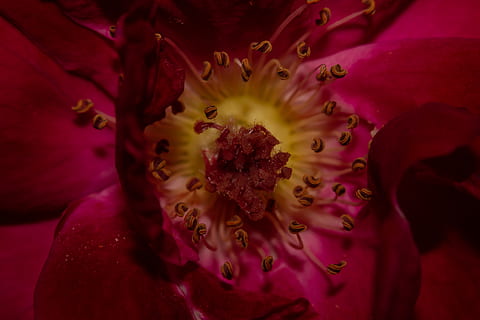 rød blomst, plante, pollen, indien, blomst, Gandhinagar, blomstre, Rose, makro foto, kronblade, rosenblade, tæt på, makro, rød rose, geranium, eventyr, fritids aktiviteter, krokus, spiritus, drik, drikke, blomstrende plante, skønhed i naturen, kronblad, skrøbelighed, blomsterhoved, friskhed, ekstrem nærbillede, sårbarhed, blomsterstand, vækst, støvdrager, natur, fuld ramme, baggrunde, ingen mennesker, forår, blødhed, lilla, 5K, CC0, offentligt domæne, royaltyfrie