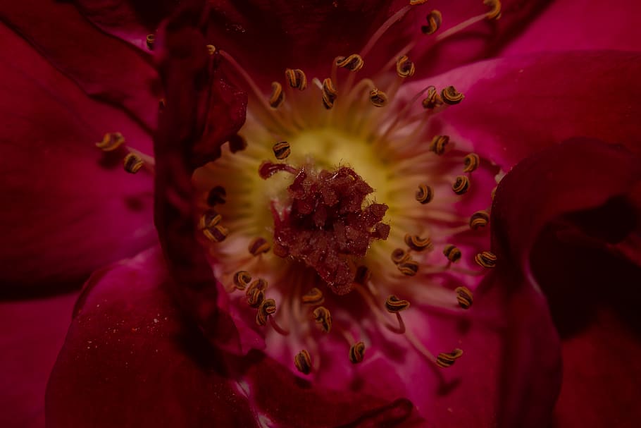 rød blomst, plante, pollen, indien, blomst, Gandhinagar, blomstre, Rose, makro foto, kronblade, rosenblade, tæt på, makro, rød rose, geranium, eventyr, fritids aktiviteter, krokus, spiritus, drik, drikke, blomstrende plante, skønhed i naturen, kronblad, skrøbelighed, blomsterhoved, friskhed, ekstrem nærbillede, sårbarhed, blomsterstand, vækst, støvdrager, natur, fuld ramme, baggrunde, ingen mennesker, forår, blødhed, lilla, 5K