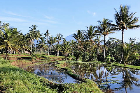 Alba, campo di riso, palme, Giava, albero, pianta, Palma, cielo, acqua, clima tropicale, crescita, la tranquillità, scena tranquilla, bellezza nella natura, scenics - natura, natura, colore verde, riflessione, nessuno, giorno, campo, terra, paesaggio, all'aperto, palma da cocco, palude, 5K, CC0, dominio pubblico, privo di copyright
