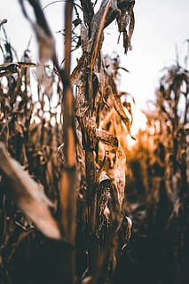 selektiv, fokus fotografering, afgrødefelt, natur, efterår, majs, solnedgang, plante, træ, ingen mennesker, vækst, fokus på forgrunden, selektiv fokusering, tæt på, ro, dag, sollys, skønhed i naturen, jord, udendørs, tør, Mark, himmel, afgrøde, afdeling, Brun, død plante, visnet plante, 5K, CC0, offentligt domæne, royaltyfrie