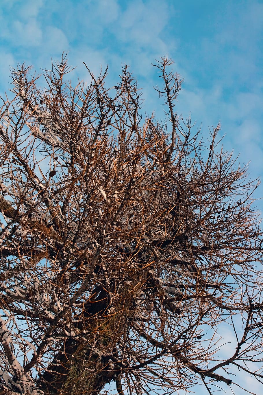 albero, rami, contorto, astratto, pianta, legna, cielo, ramo, albero nudo, Inquadratura dal basso, nessuno, natura, giorno, nuvola - cielo, la tranquillità, bellezza nella natura, all'aperto, inverno, pianta essiccata, pianta morta, blu, crescita, temperatura fredda, scenics - natura, 4K