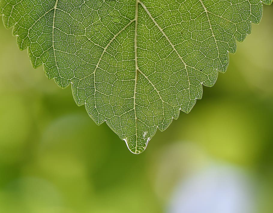 verd, full, macro, naturalesa, doğal, part de la planta, planta, primer pla, color verd, bellesa a la natura, creixement, vena de la fulla, cap gent, centrar-se en primer pla, a l'aire lliure, dia, fragilitat, vulnerabilitat, patró natural, frescor, botànica, enfocament selectiu, arbre, fulles, rosada, puresa, 2K