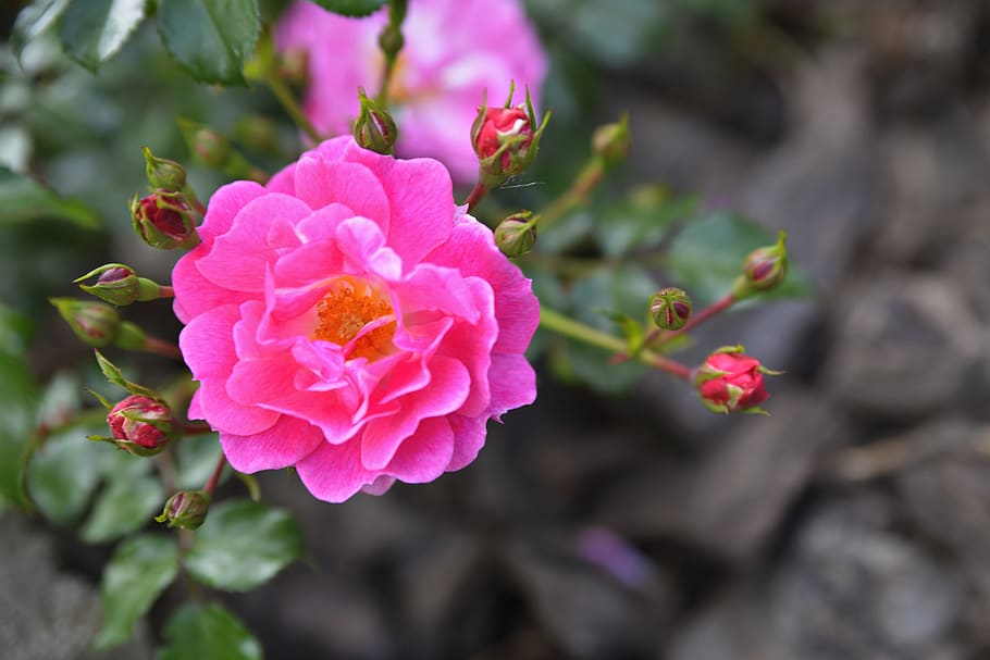 flor, rosa, gerds, planta, planta amb flors, creixement, frescor, bellesa a la natura, fragilitat, vulnerabilitat, pètal, color rosa, primer pla, inflorescència, cap de flor, naturalesa, cap gent, centrar-se en primer pla, dia, a l'aire lliure, enfocament selectiu, pol·len, primavera, 5K