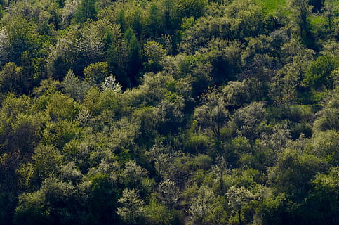 alberi, foresta decidua, foresta, paesaggio, alberi decidui, primavera, natura, verde, pianta, albero, crescita, bellezza nella natura, colore verde, giorno, nessuno, scena tranquilla, la tranquillità, scenics - natura, terra, vista dall'alto, scena non urbana, fogliame, fogliame lussureggiante, sfondi, all'aperto, fotogramma intero, bosco, Pino, albero di conifere, bosco di pini, 4K, CC0, dominio pubblico, privo di copyright