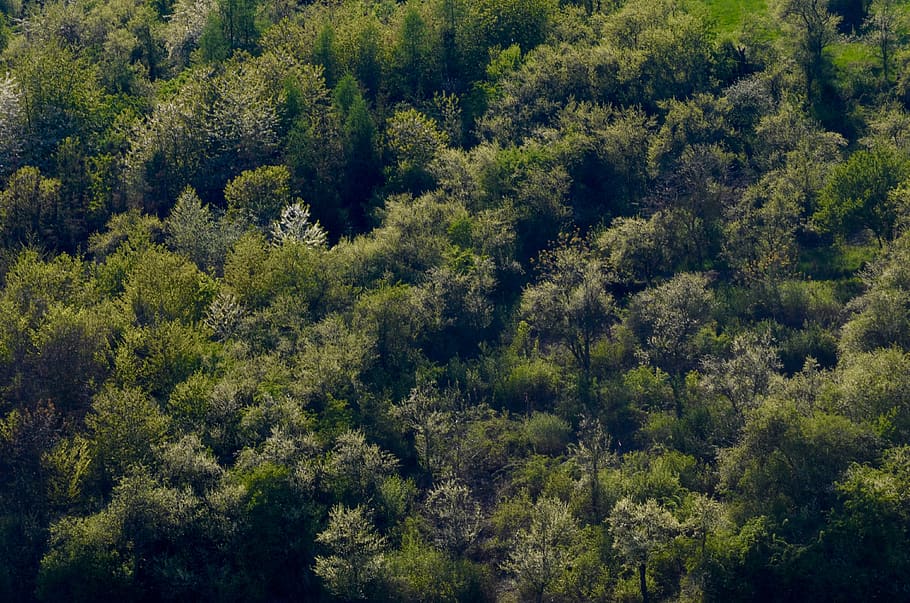 arbres, bosc caducifoli, bosc, paisatge, arbres caducifolis, primavera, naturalesa, verd, planta, arbre, creixement, bellesa a la natura, color verd, dia, cap gent, escena tranquil·la, tranquil·litat, escenics - natura, terra, vista d’angle alt, escena no urbana, fullatge, exuberant fullatge, fons, a l'aire lliure, marc complet, pi, arbre de coníferes, bosc de pi, 4K