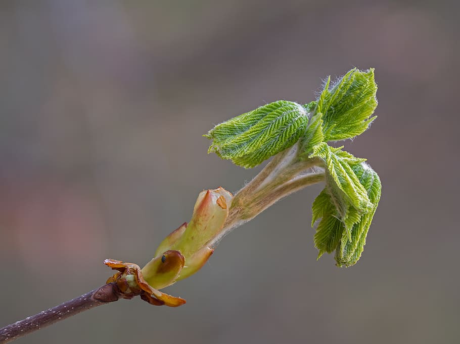 brot, foliació, buckeye, primavera, planta, fresc, branca, sec, creixement, primer pla, flor, naturalesa, bellesa a la natura, centrar-se en primer pla, frescor, vulnerabilitat, fragilitat, planta amb flors, cap gent, part de la planta, inicis, full, color verd, nova vida, tija de la planta, a l'aire lliure, cap de flor, 5K