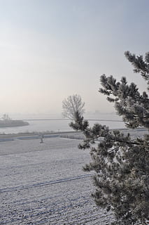 inverno, albero, la neve, freddo, paesaggio, natura, congelato, bianca, brina, nevoso, stagione, ghiaccio, tempo metereologico, cielo, idilliaco, fendinebbia, ze, ramo, temperatura fredda, pianta, bellezza nella natura, la tranquillità, scena tranquilla, scenics - natura, copertura, nessuno, scena non urbana, giorno, ambiente, campo, terra, all'aperto, 4K, CC0, dominio pubblico, privo di copyright