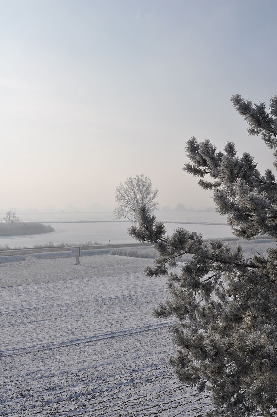hivern, arbre, neu, fred, paisatge, naturalesa, congelat, blanc, gelades, nevat, temporada, gel, temps, cel, idíl·lic, llums antiboira, ze, branca, temperatura de fred, planta, bellesa a la natura, tranquil·litat, escena tranquil·la, escenics - natura, cobertura, cap gent, escena no urbana, dia, medi ambient, camp, terra, a l'aire lliure, 4K