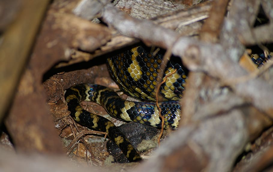 tapís de pitó, serp, python, enrotllat, primer pla, dorment, negre, groc, amagat, Austràlia, Queensland, salvatge, temes d'animals, fauna animal, animal, animals a la natura, un animal, naturalesa, cap gent, arbre, dia, enfocament selectiu, a l'aire lliure, invertebrat, rèptil, senyal d'advertència, material de fusta, signe, insecte, planta, selva tropical, 2K