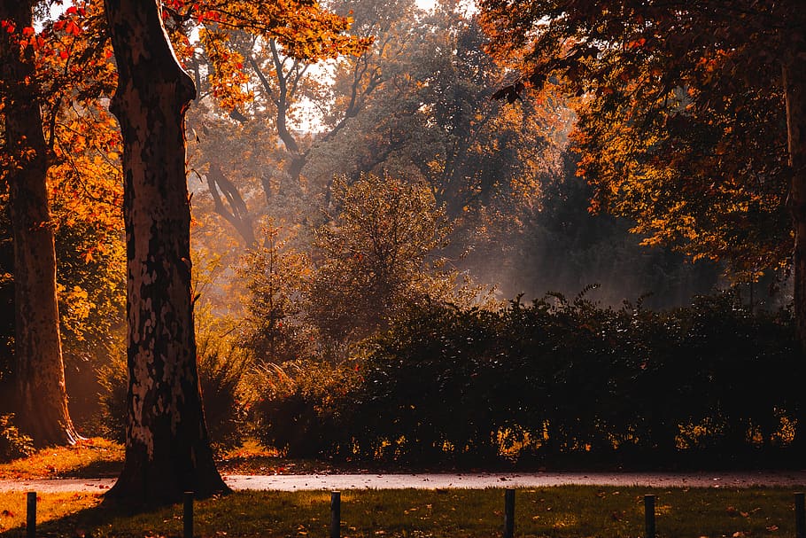 alberi marroni, Zagabria, Croazia, flora, betulla, pianta, albero, parco, all'aperto, foresta, vegetazione, terra, natura, quercia, boschetto, panchina, conifera, strada, ghiaia, strada sterrata, paesaggio, autunno, modificare, bellezza nella natura, tronco, la tranquillità, crescita, scenics - natura, tronco d'albero, scena tranquilla, colore arancione, scena non urbana, nessuno, bosco, idilliaco, luce del sole, collezione autunnale, bosco di pini, 5K