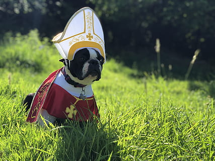 Kitz Mops, Grün, Rasenplatz, Gras, ein Tier, Säugetier, Tierthemen, Hund, Eckzahn, Tier, Pflanze, inländisch, Haustiere, Kleidung, keine Leute, Natur, Feld, Haustierkleidung, Fokus auf den Vordergrund, grüne Farbe, Land, Tag, draußen, 4K, CC0, gemeinfrei, lizenzfrei